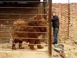 Red Tibetan Mastiff Barking in Cage Video - The Dog Bigger than Lion