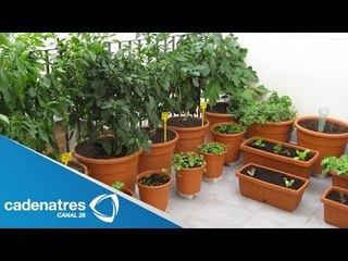 ¿Cómo construir un huerto ecológico? / Tips de Leafar Palacios