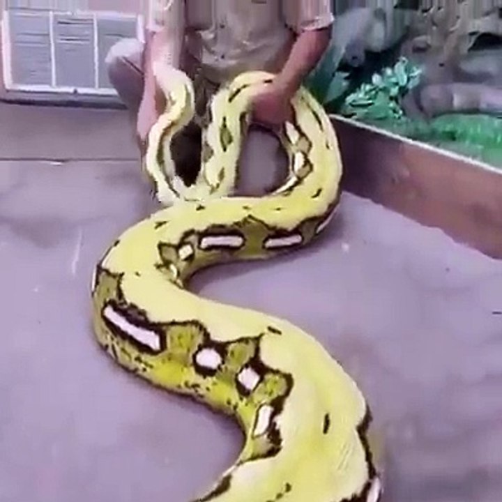 snake Man