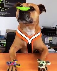 burnuyla stres topu çeviren köpek