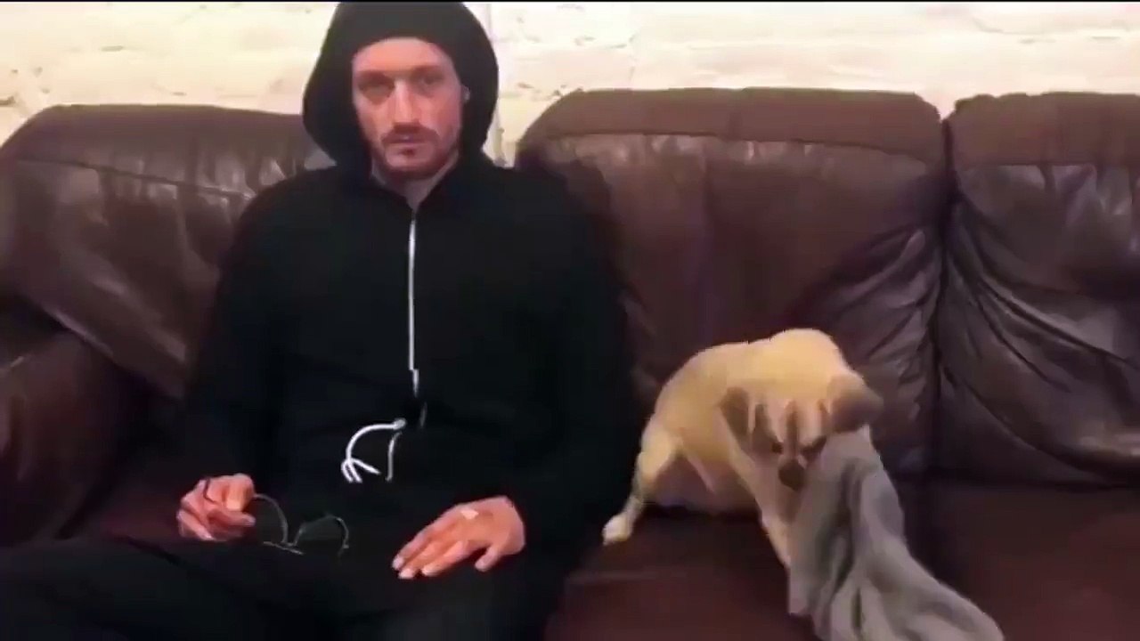 elbise giyen köpek