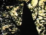 Crop Tree Management for the Forester circa (1990) US Forest Service (USDA),Tv series online free 2017