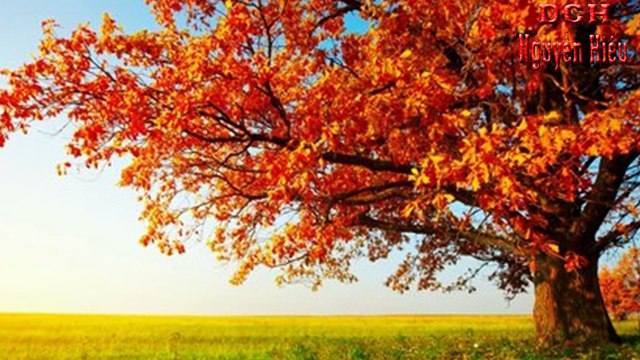 Nguyễn Hiếu, Cho Vay Tiêu Dùng Tín Chất, Do, Ngân Hàng, HDBank,