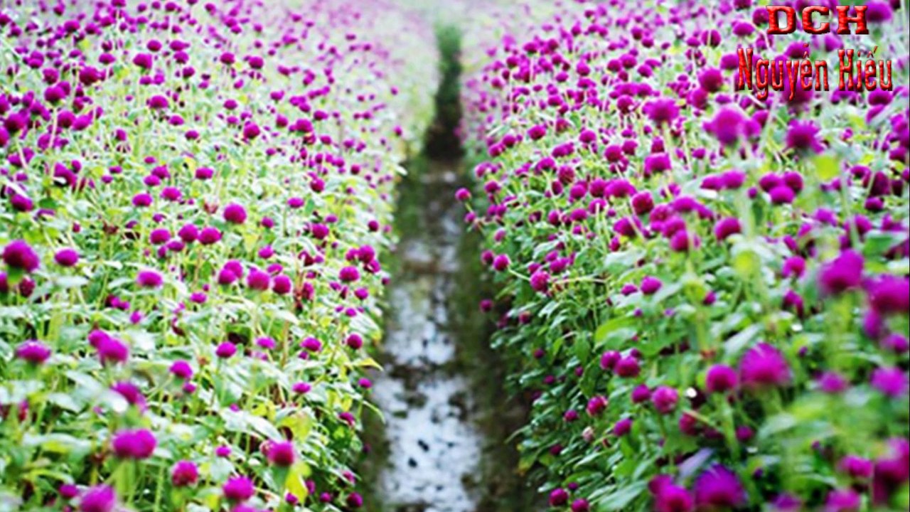 Nguyễn Hiếu,Cho vay, cầm cố Giấy tờ có giá, Thẻ tiết kiệm, Tại , Ngân Hàng, tại BIDV,