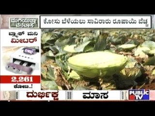 Belgaum: Farmers Destroy Their Cabbage Produce Due To Fall In Prices