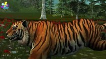 Finger Family 3D _ Tiger Finger Family _ Animal cartoons Finger Family Nursery