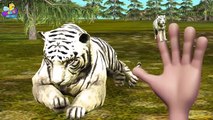 Finger Family 3D _ Tiger Finger Family _ Animal cartoons Finger Family Nur