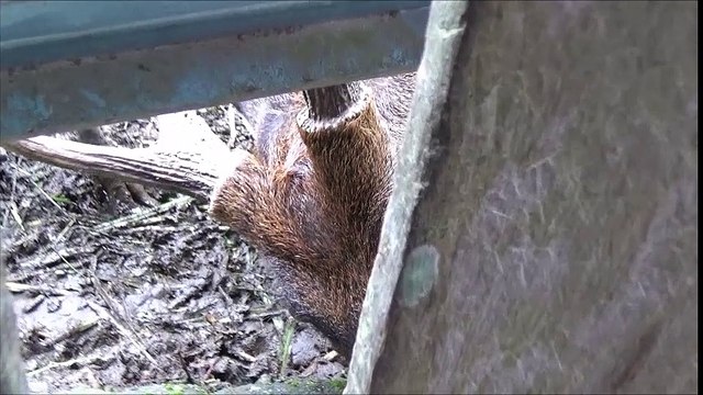 GPSK Gloria Sintang - Natalan - Bukit Kelam 6 (2016)