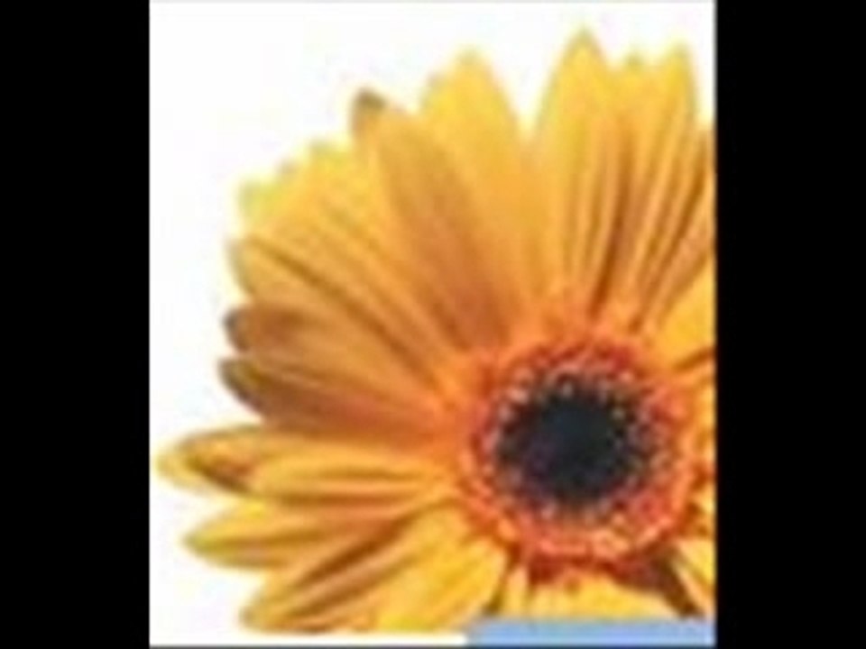 Moi et mes frères et soeurs sur le net