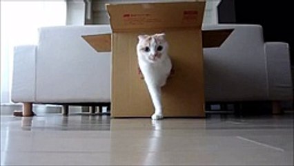 店橋憲一のポッケシリーズ5