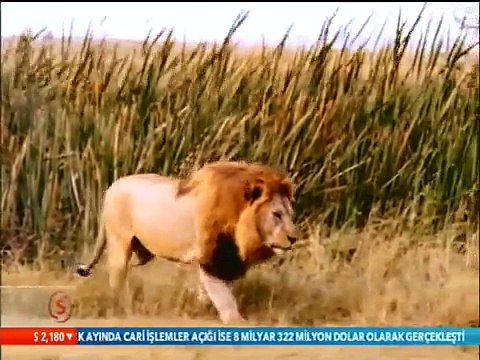 2017 Aslan Belgeselleri (Afrika Vahşi Yaşam)