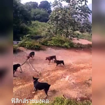 สุนัขกับงูจงอาง (ความรู้เรื่อง งูจงอาง)