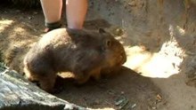 wombat tout beau