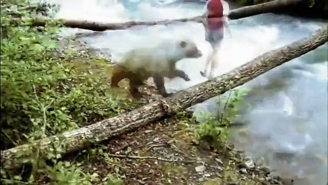 Bears of the Last Frontier (Part 2): The Road North (PBS Nature Documentary)