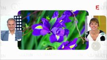 Beauté - L’iris, source de beauté