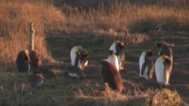 Los pingüinos reinan en Bahía Inútil, en Tierra del Fuego, Chile.