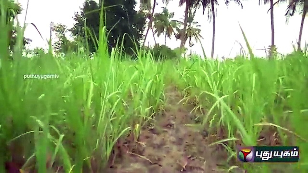 Dindigul Vadamadurai Sesha Murder