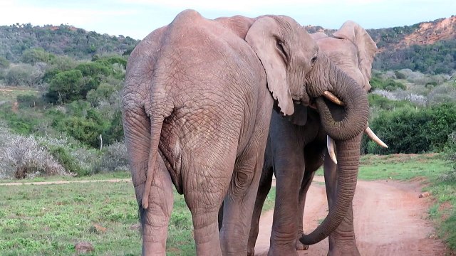 Two male elephants wrestling to test their strength