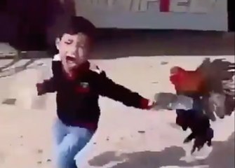 Boy picks the Wrong Rooster to Mess With