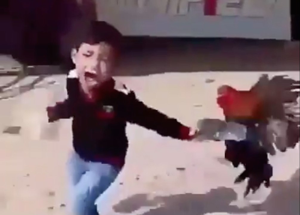 Boy picks the Wrong Rooster to Mess With