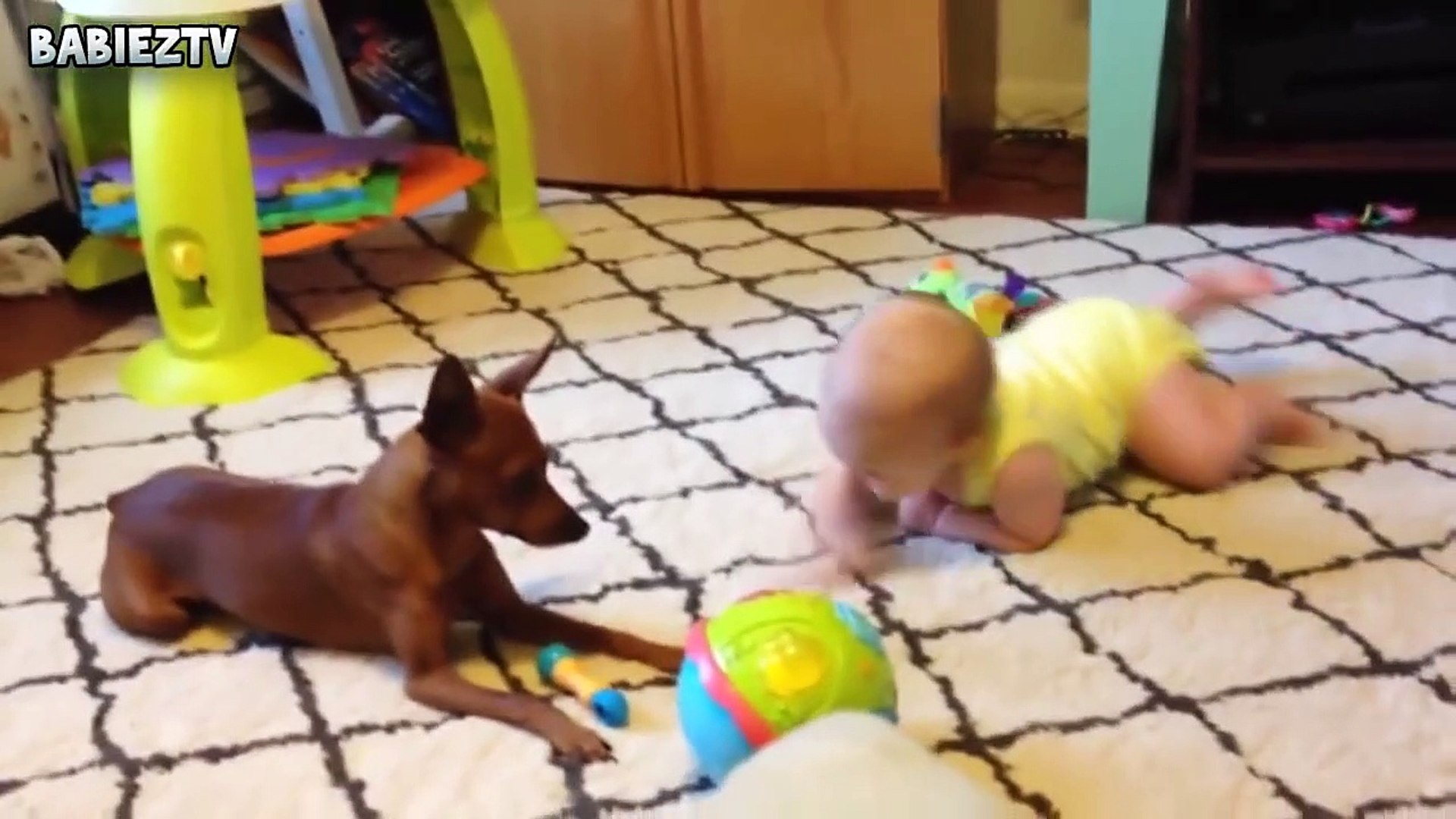 Cute Dogs and Babies Crawling Together - Adorable babies