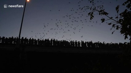 Thousands of bats come out from under Austin bridge to feed