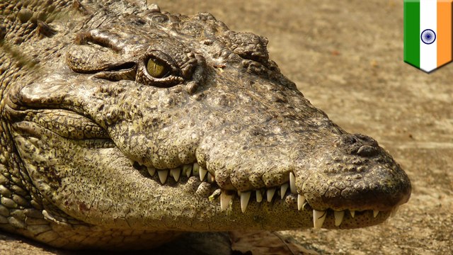 Crocodile snatches woman bathing in river, family watches in horror