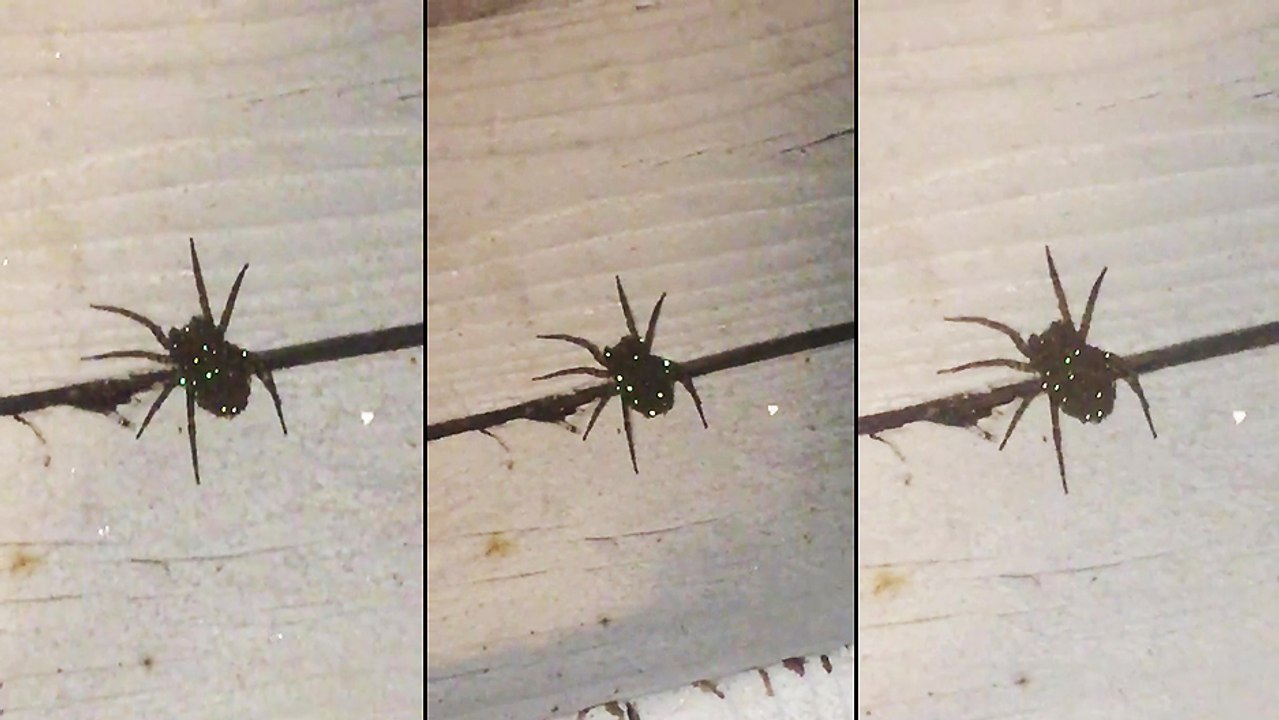 Une araignée scintille