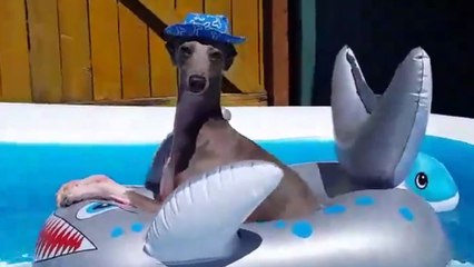 Ce chien est posé dans la piscine.. Tranquille !