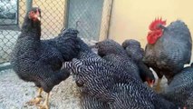 #Barred #Rock #Chicken