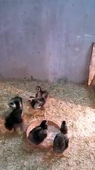Chicks are fighting..very hihg fight..