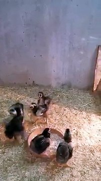 Chicks are fighting..very hihg fight..