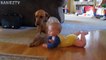 Cute Dogs and Babies Crawling Together - Adorable babies C