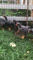 #Barred #Rock #plymouth Chickens...