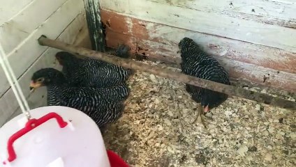 Barred Rock Chickens...