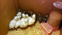 White Partridge chicks one month old...