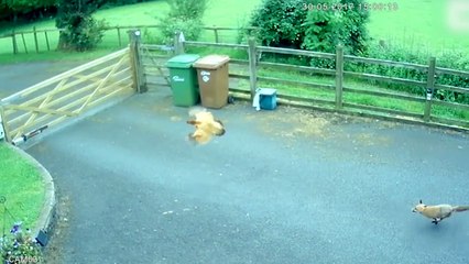 Ce gamin sauve sa poule attaquée par un renard