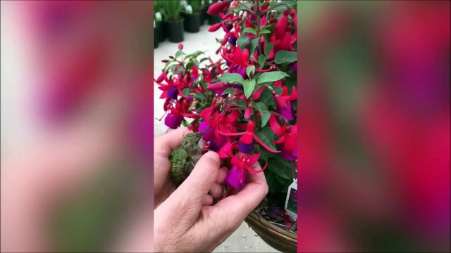 Ce pauvre colibri blessé n'arrive pas à butiner les fleurs mais une femme va l'aider