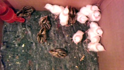 White and Silver partridge chicks one day old...
