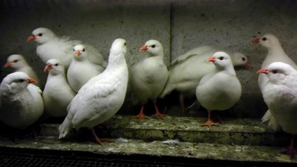 White partridge young and beautiful...