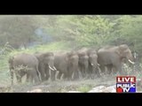 Kolar: Group Of 7 Wild Elephants Create Trouble For Bangarpet Villagers