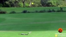 2 serpents Black Mamba se battent sur un parcours de Golf !