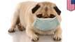 Dog flu: H3N2 canine influenza kills two dogs in North Carolina, 300 more infected - TomoNews