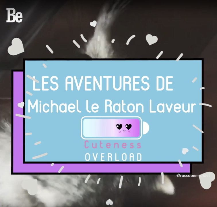 Cuteness Overload : Michael le raton laveur ; )