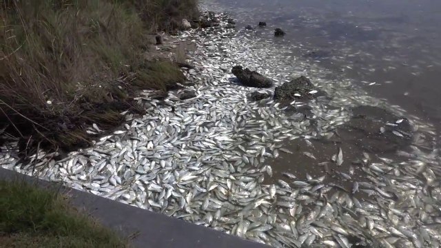 Des milliers de poissons privés d'oxygène dans un fleuve aux USA !