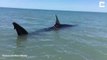 Ce touriste tombe sur un requin blessé en bord de plage