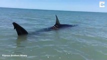 Ce touriste tombe sur un requin blessé en bord de plage