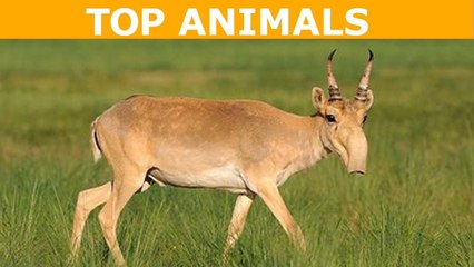 TOP 12 loài động vật quý hiếm kỳ lạ bậc nhất hành tinh - Top Animal