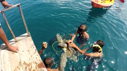 A turtle being rescued at Havelock