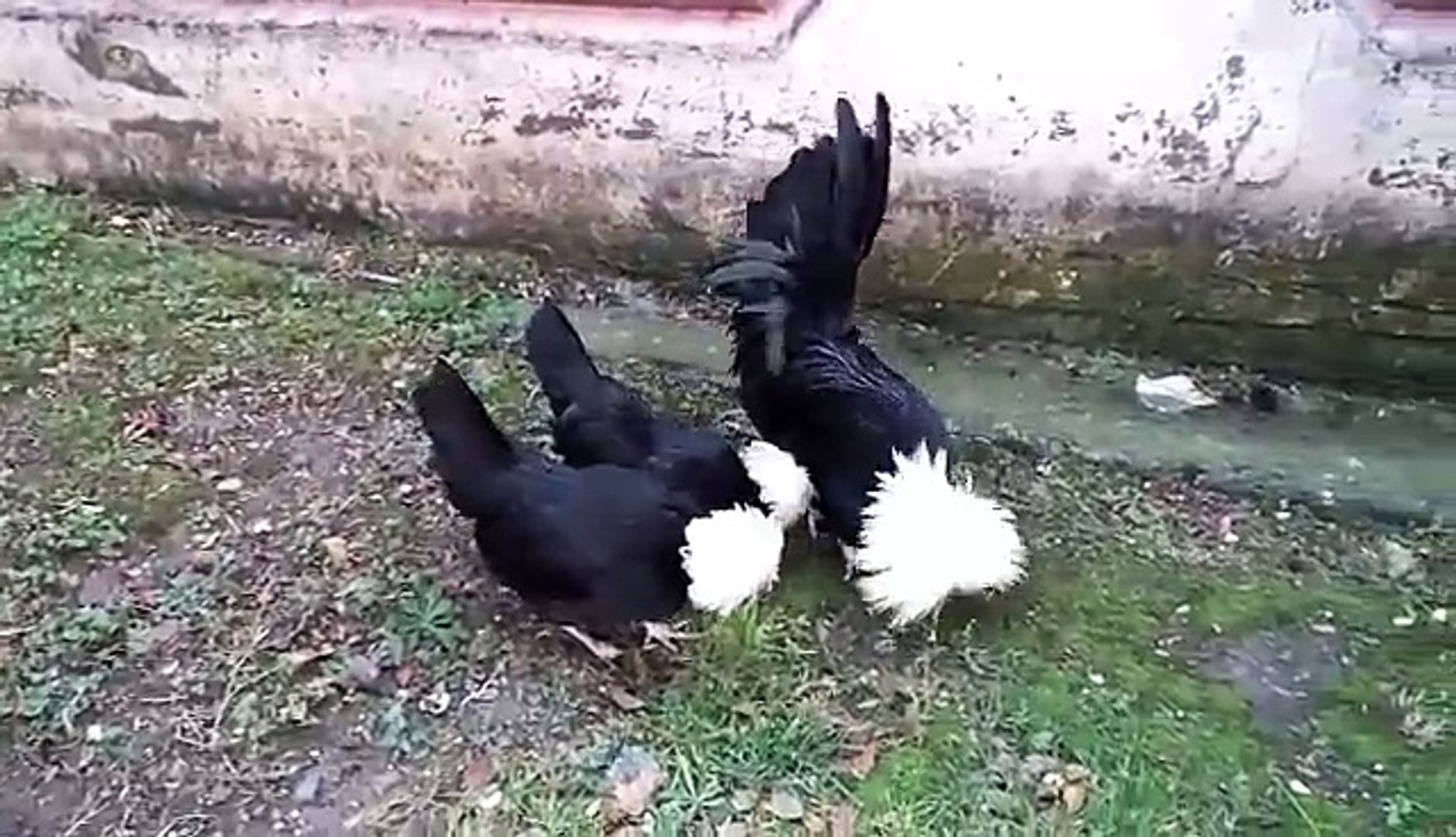 ⁣Polish Chickens by Taimoor...
